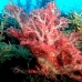 coral_soft_res_v_0705_png0003.jpg